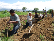 IDRC Action Research, Bolivia